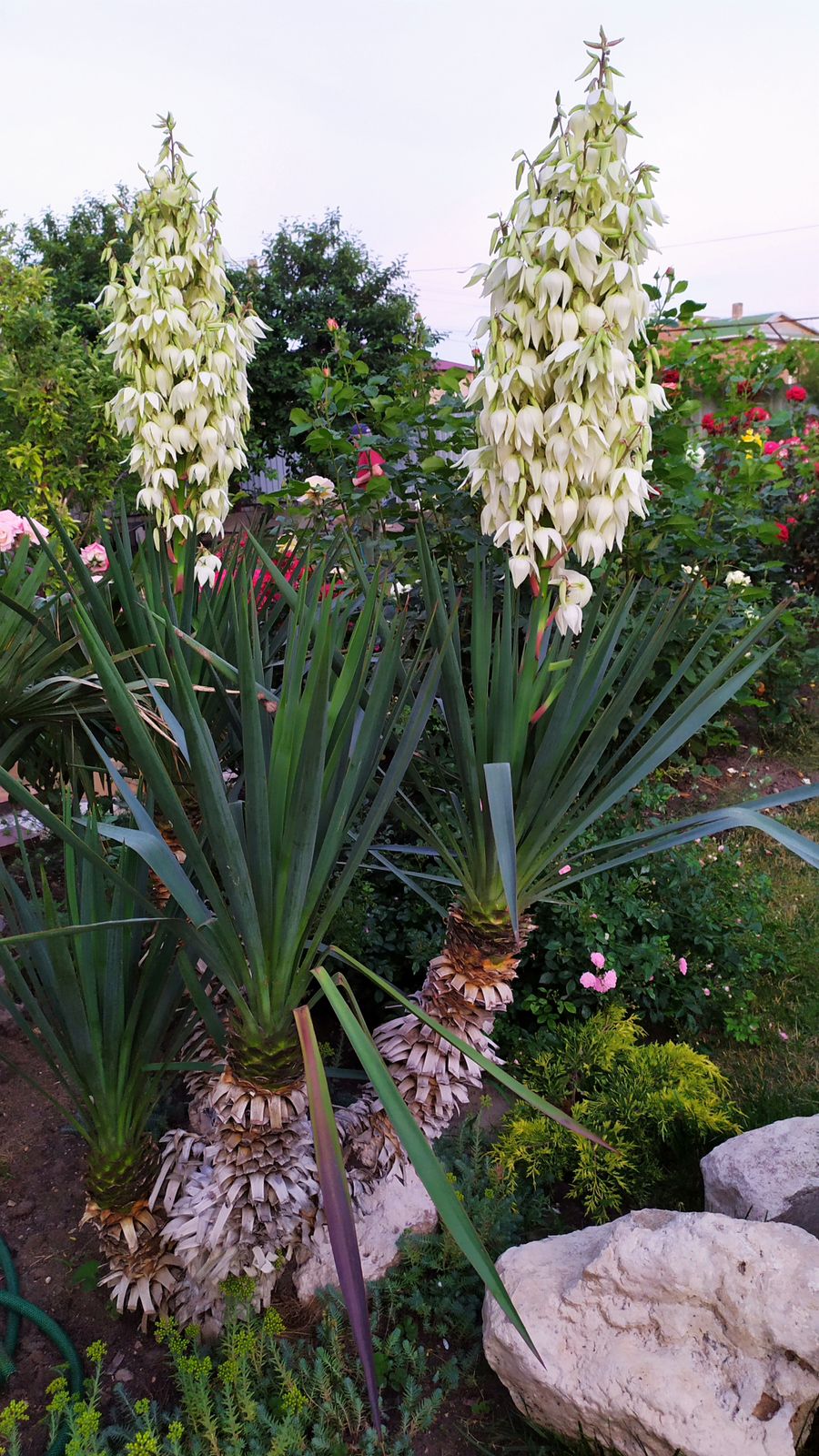 Фото Вилла Гармония