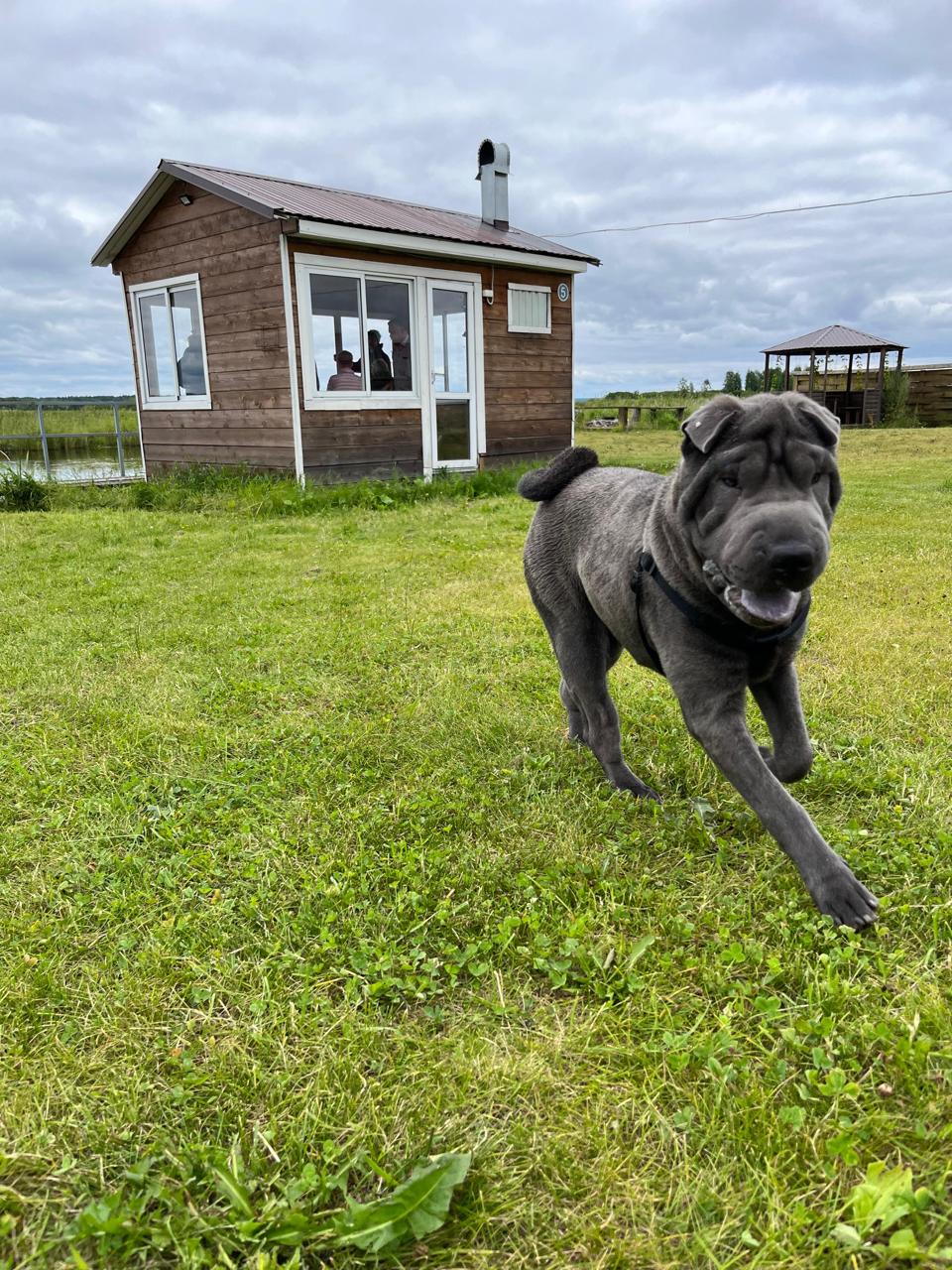 Фото Хитрый Лис