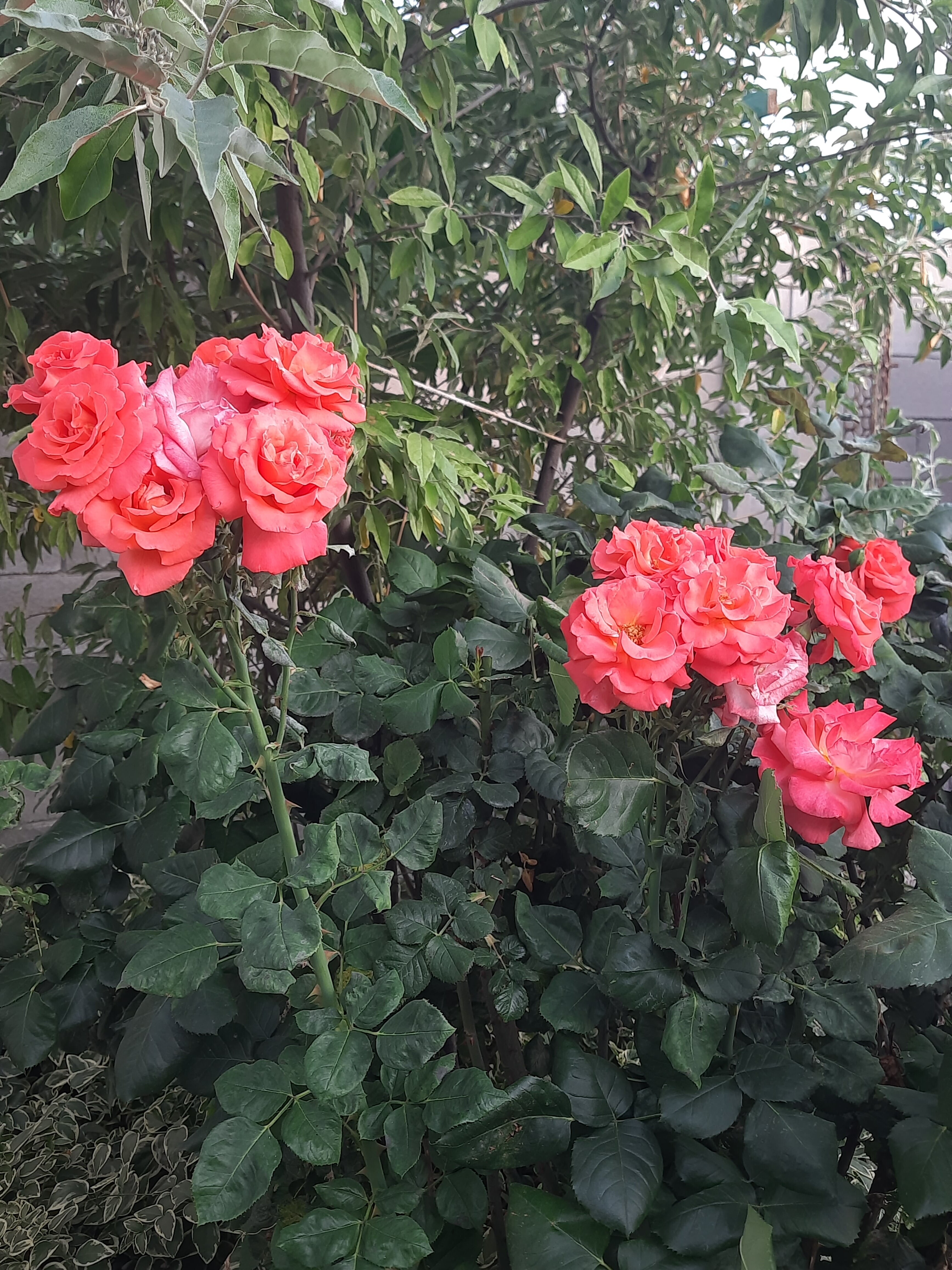 Фото Вилла Роз