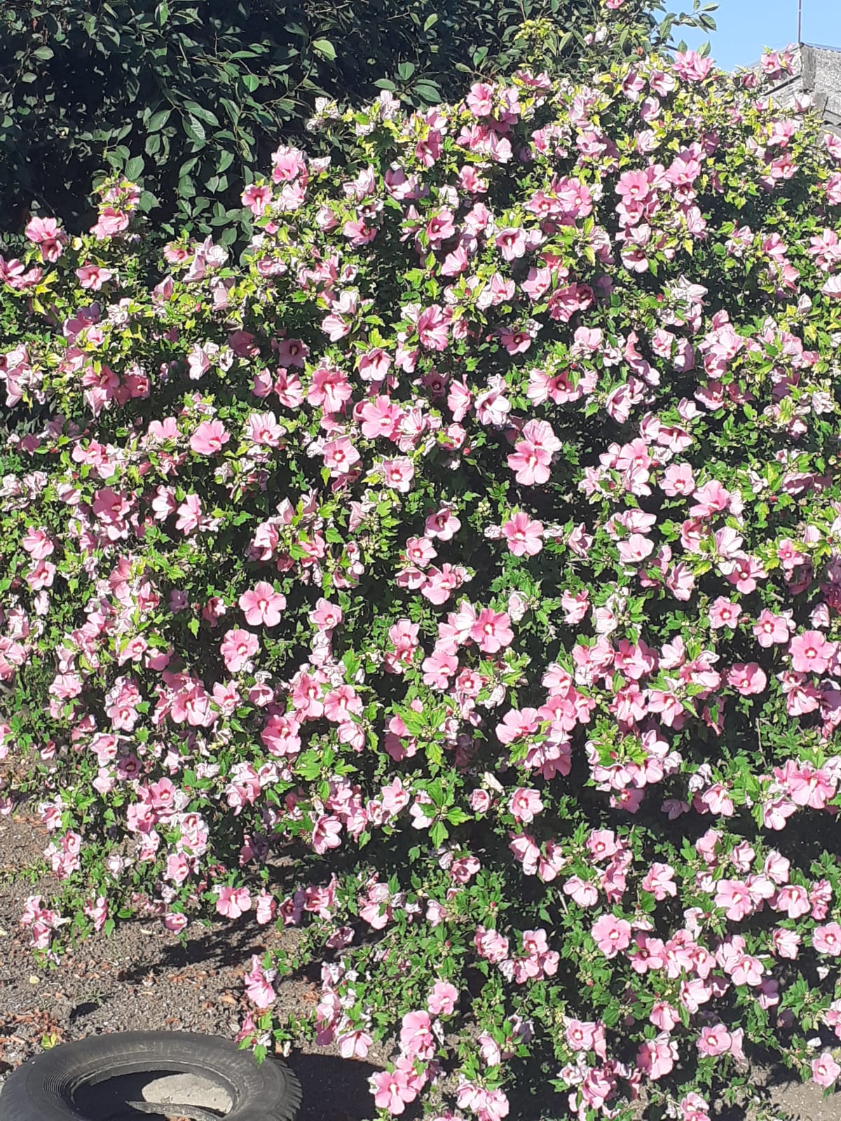 Фото Ясенская коса