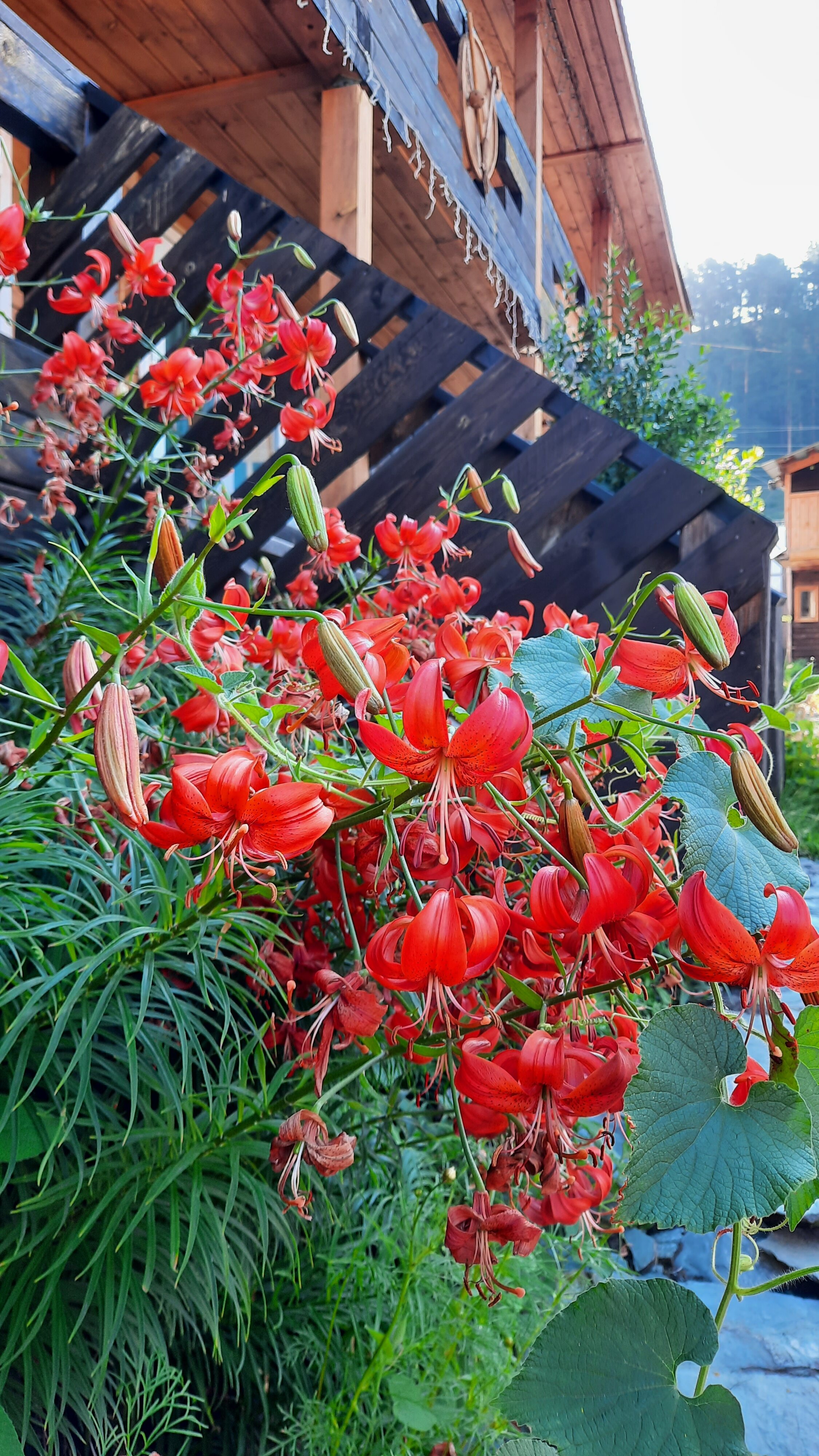 Фото Викинг на Катуни