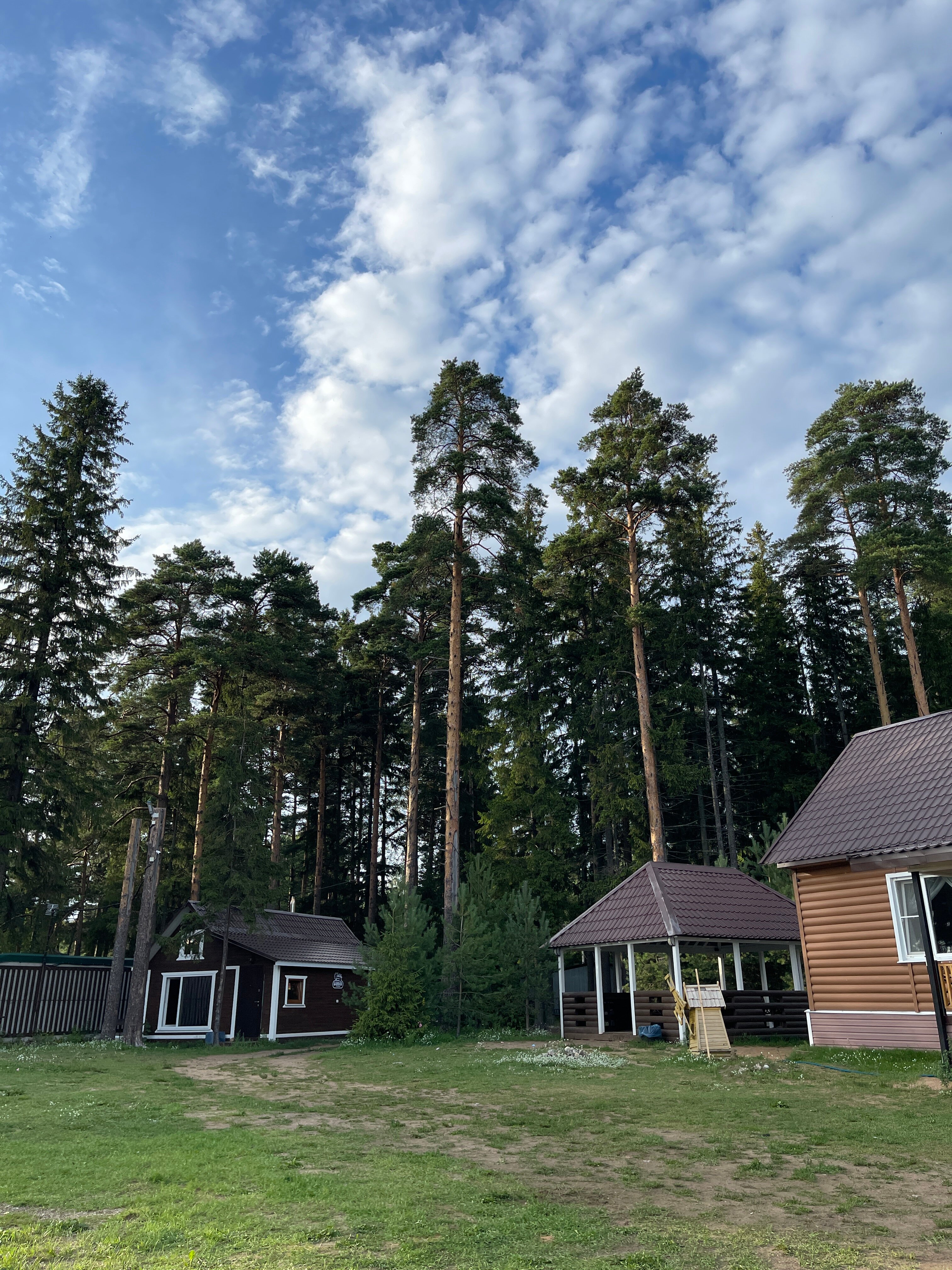 Фото Солнечный бор