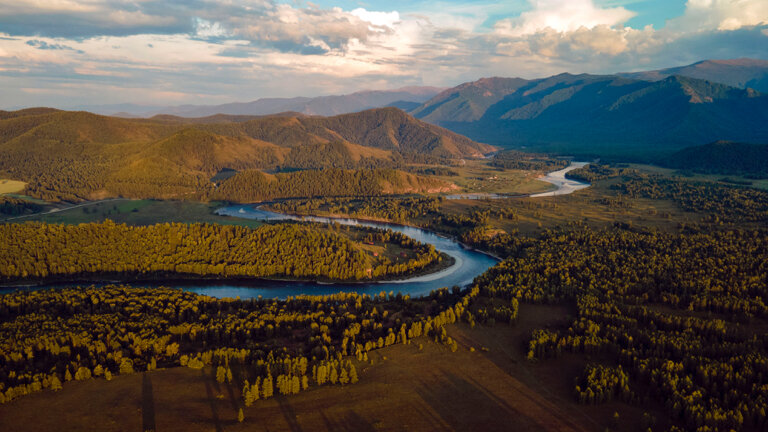 Фото Медуница