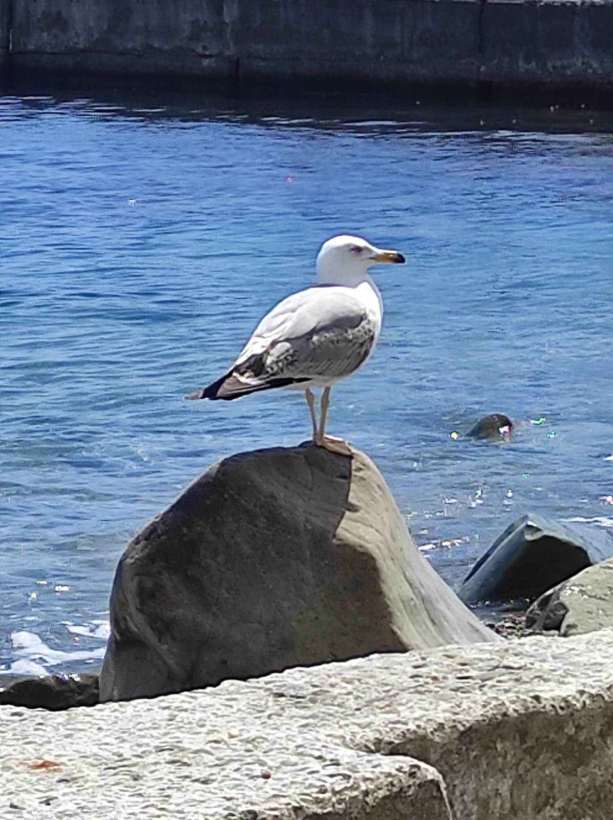 Фото Розов хутор