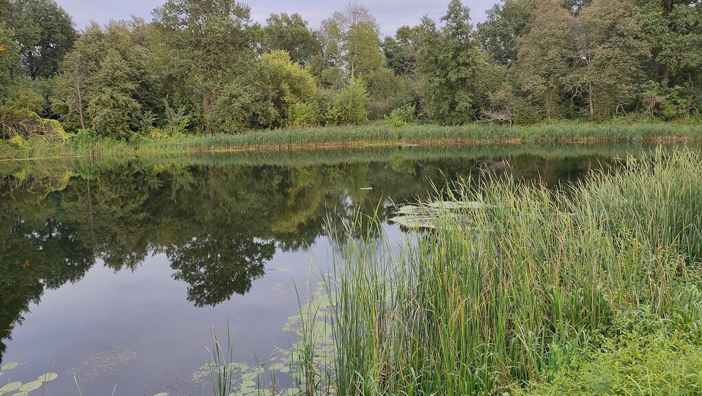 Nature reserve Памятник природы регионального значения Круглянский затон, Lipetsk Oblast, photo