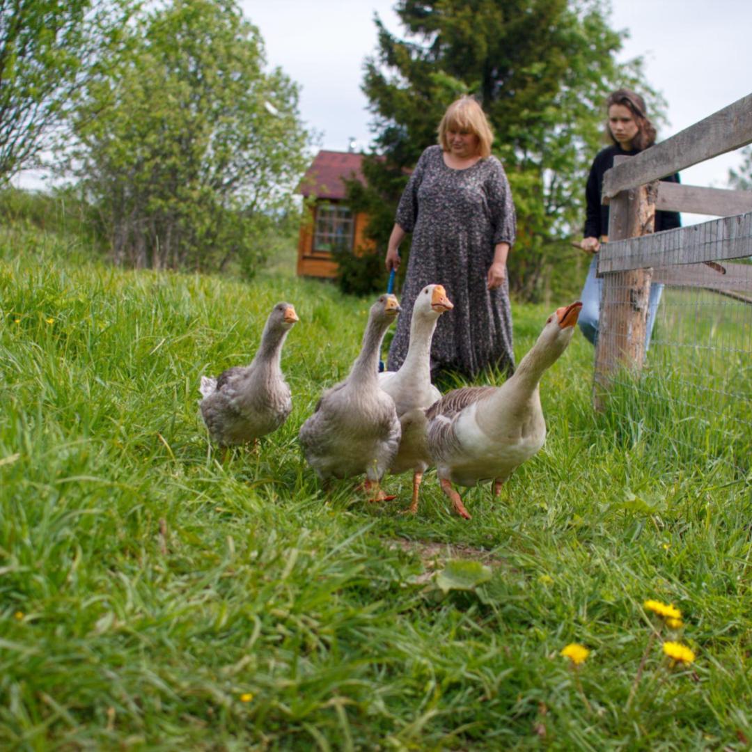Фото Дом под липой