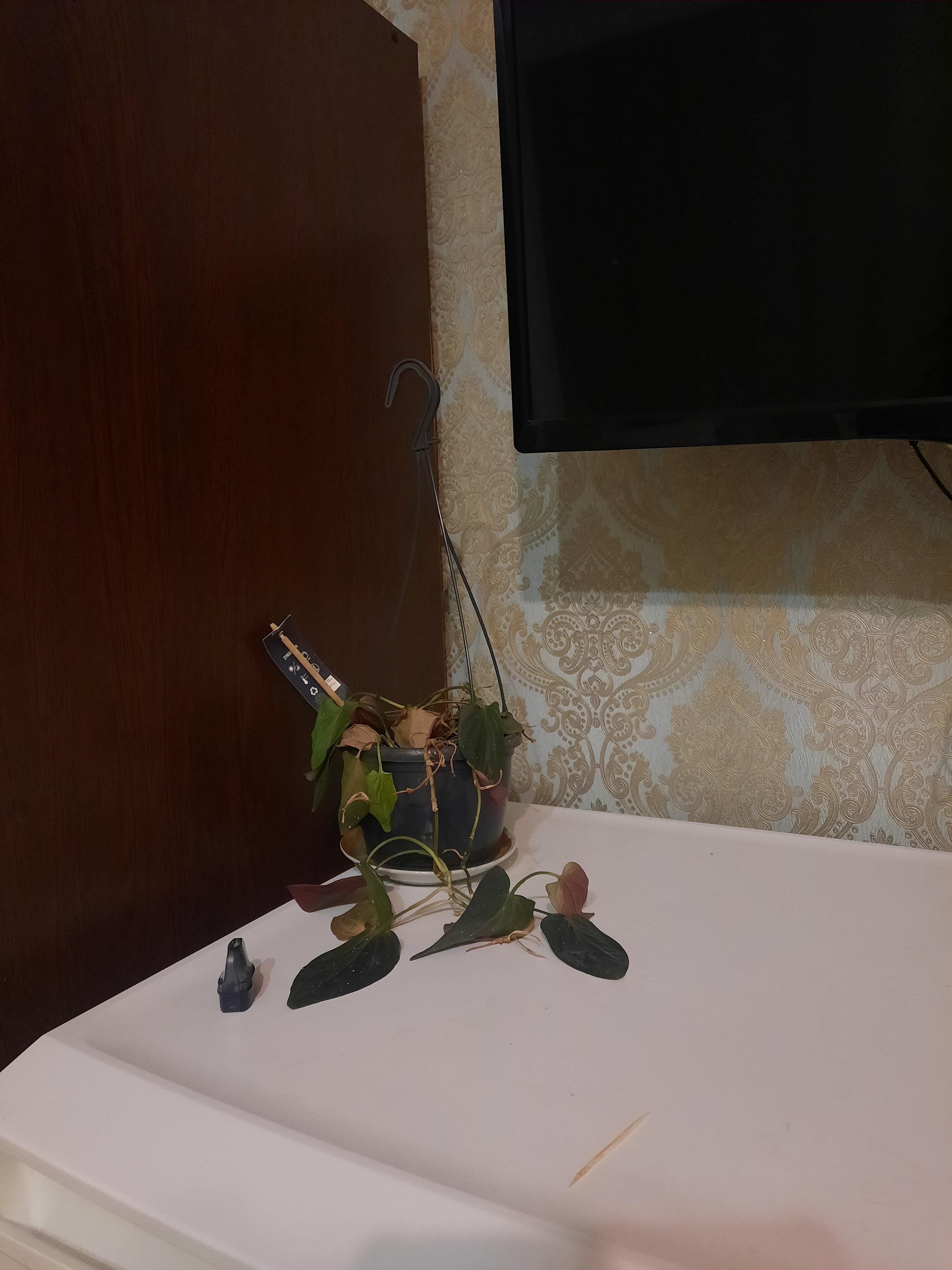 Фото Соломон Внуково