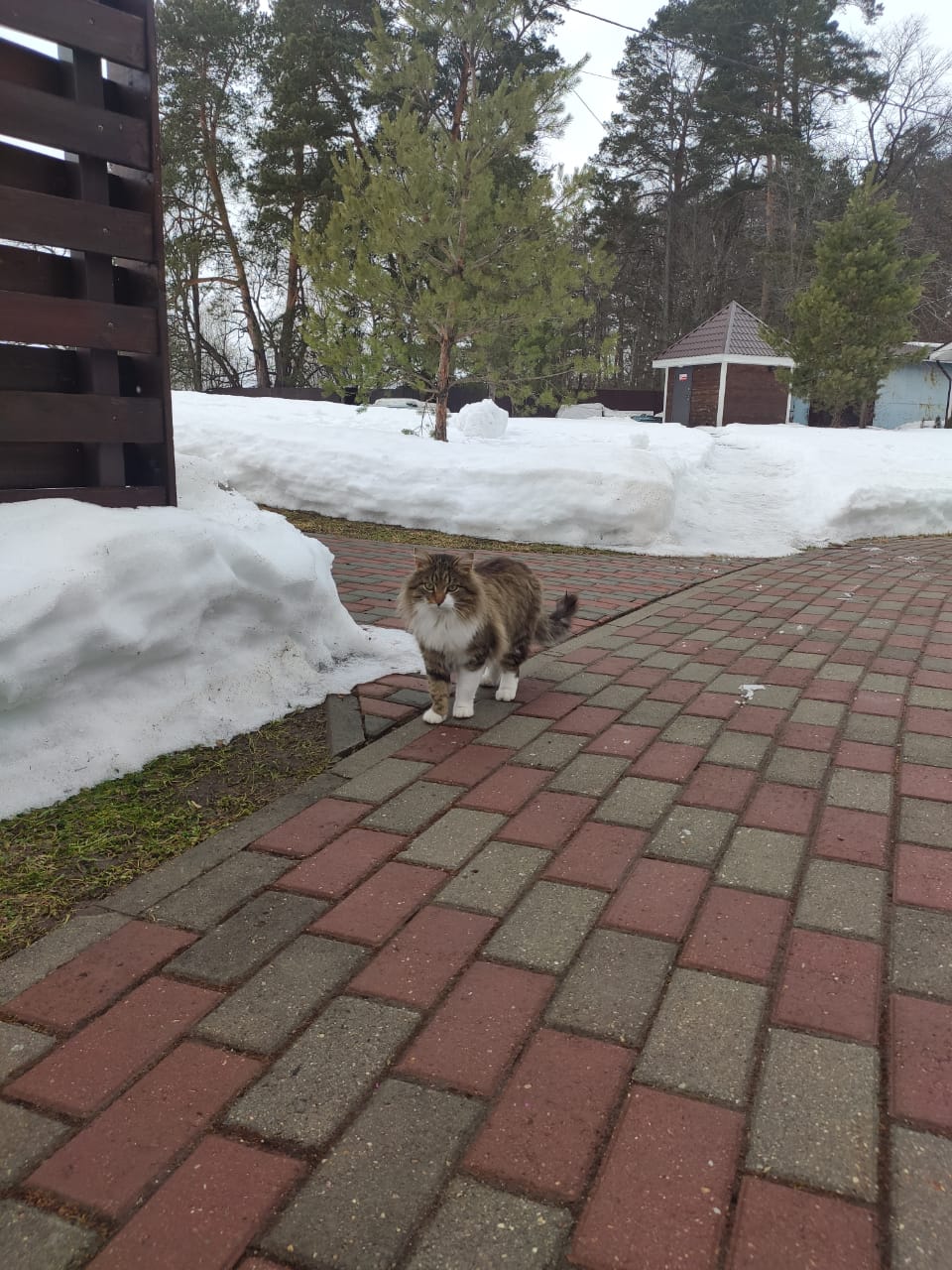 Фото Лесные поляны