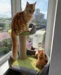 Cat and Dot (Lesnaya Street, 25Б) ، متجر للحيوانات الأليفة