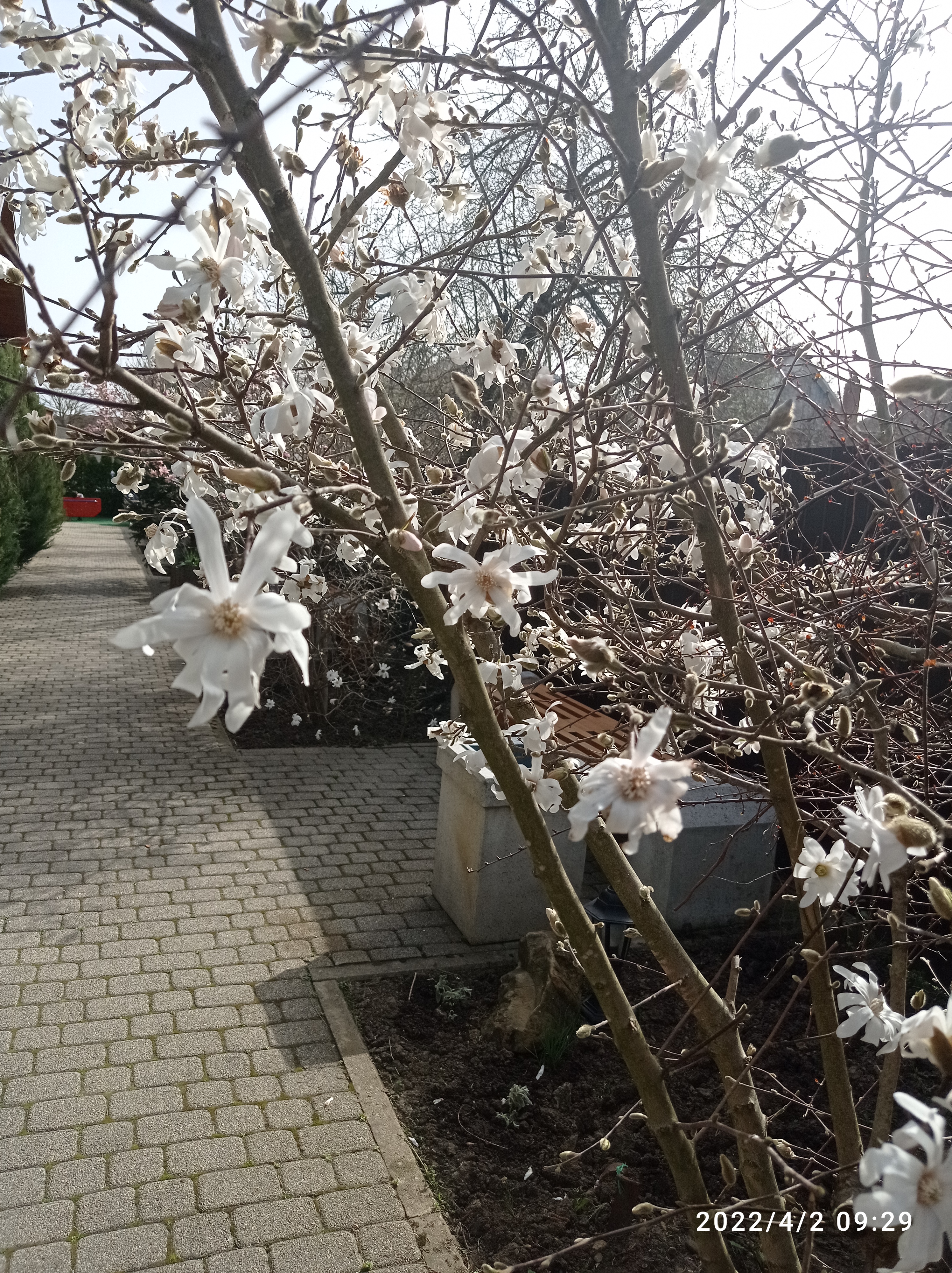 Фото Вербена