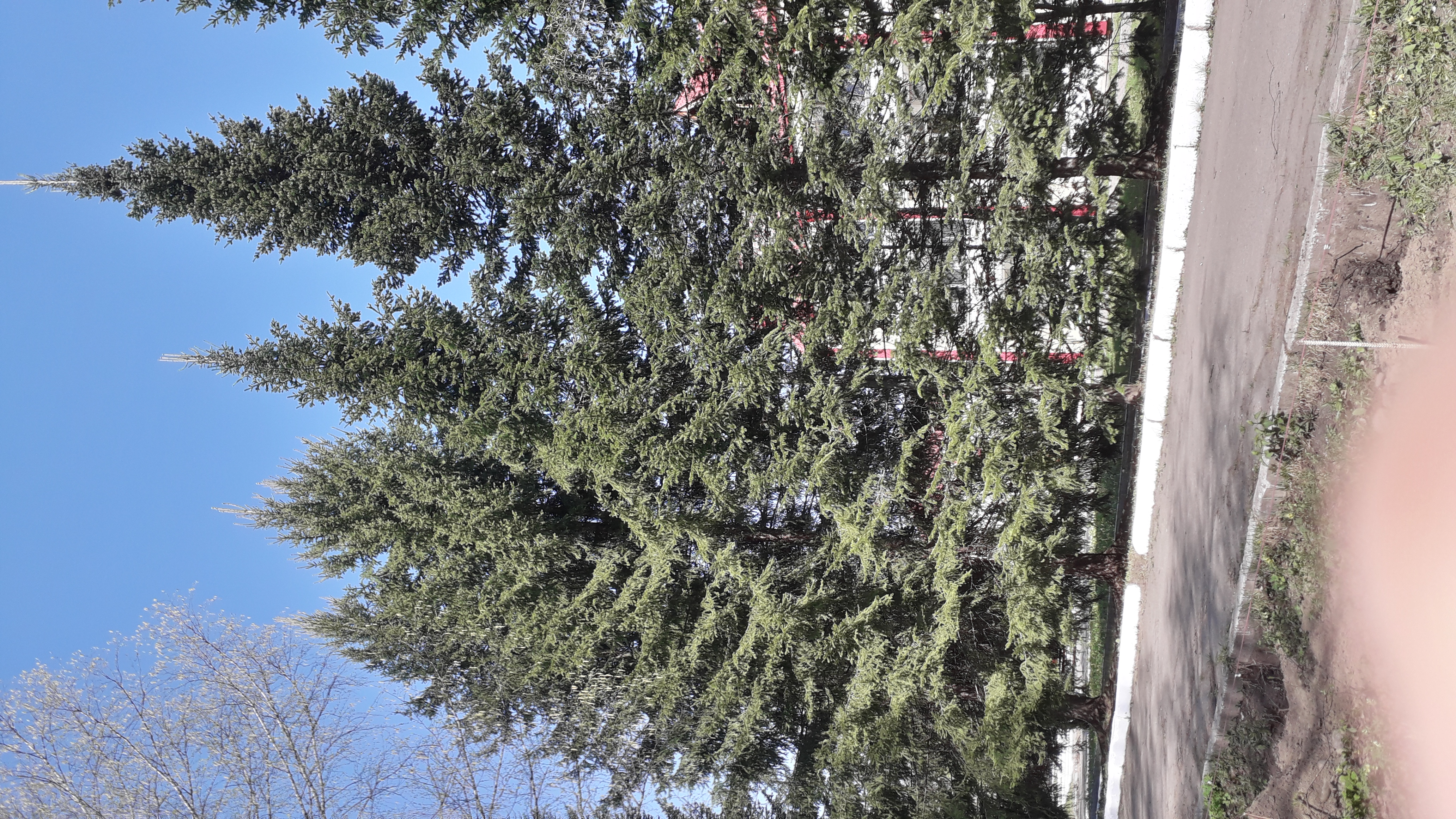 Фото Фантазия