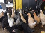 Agricultural enterprise (derevnya Obukhovo, 55) ، المشاريع الزراعية