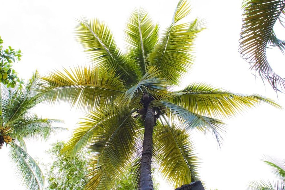 Фото Posada Real