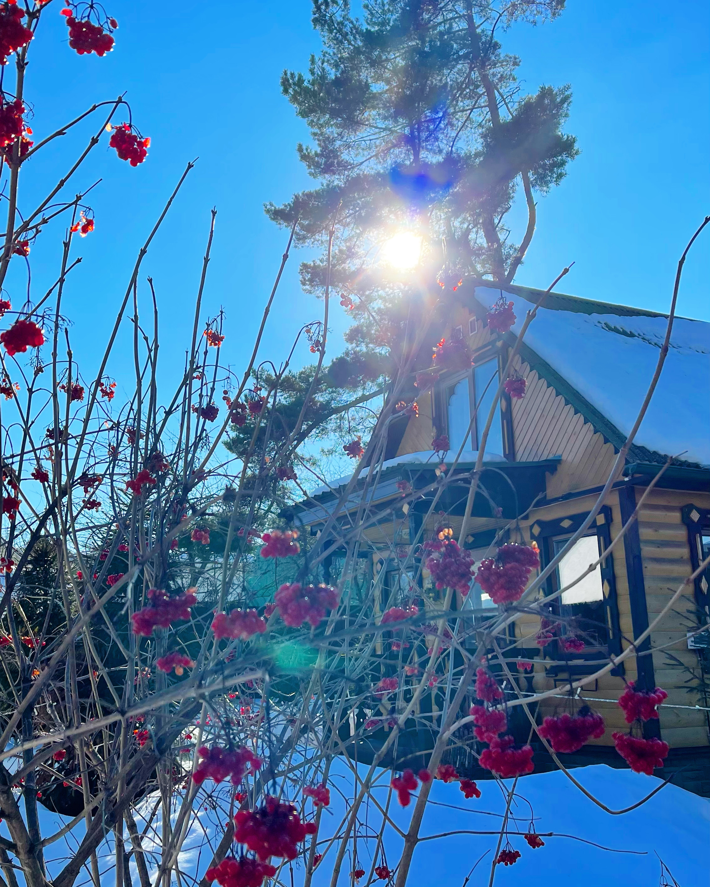 Фото Дом Шишки