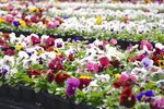 ProРосток (Polesskaya ulitsa, 36), garden center