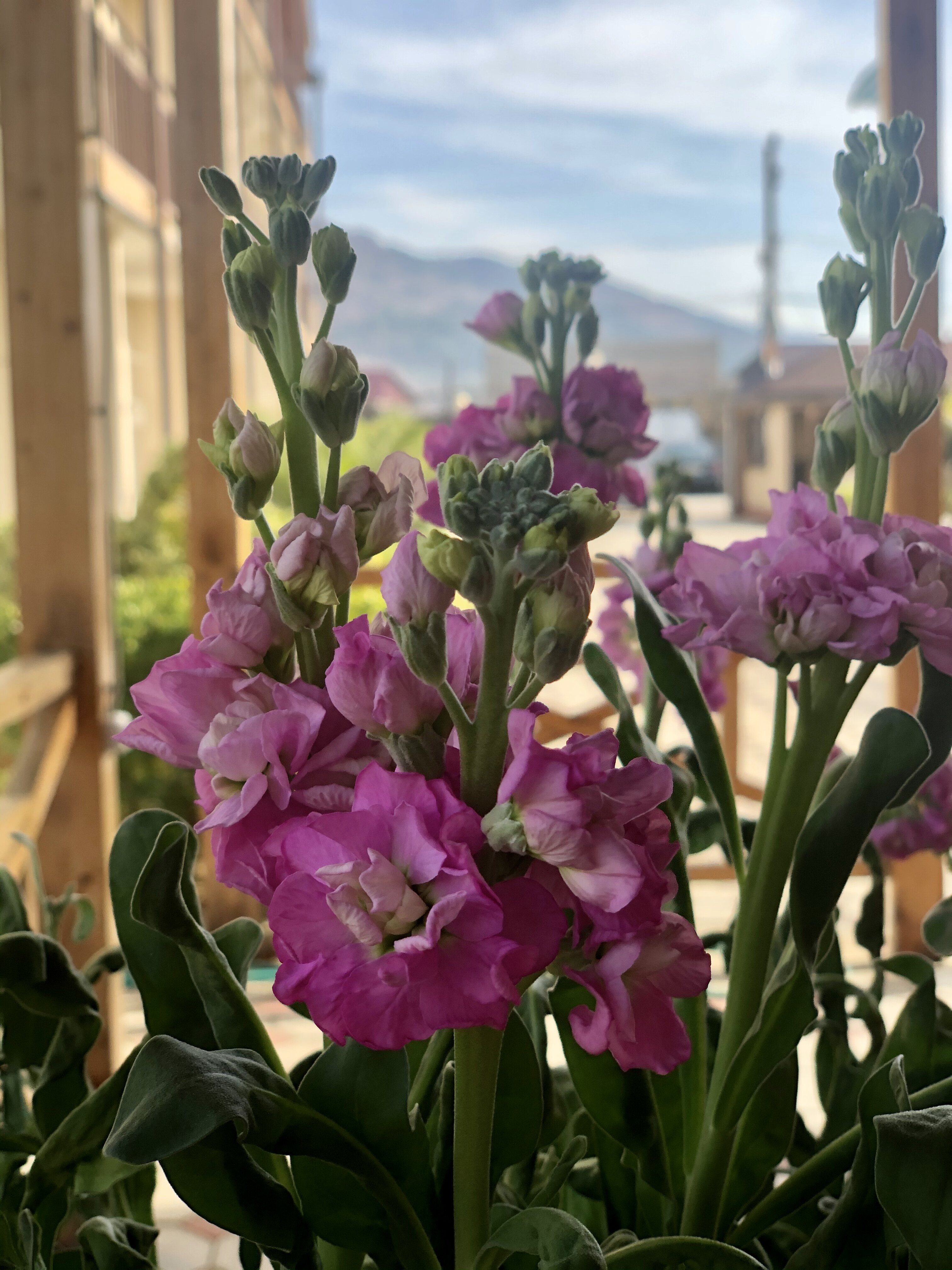 Фото Резиденция Апсны