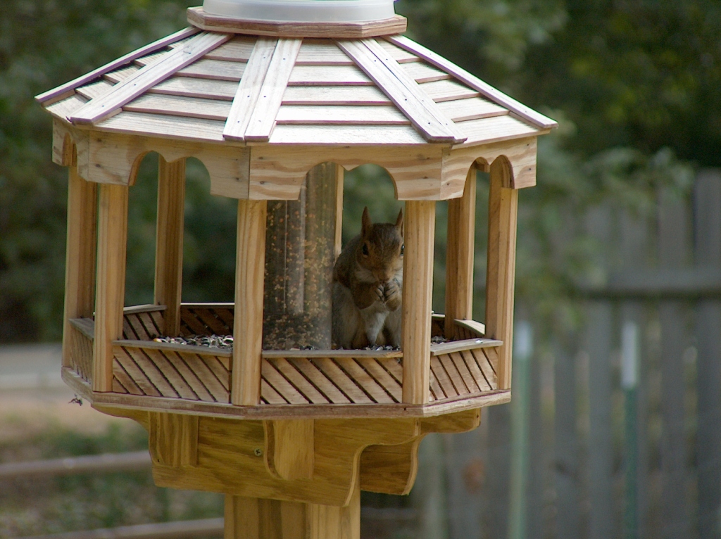 Фото Мишкина дача