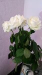 Russkaya Roza (Smyshlyaeva Street, 38), floristeria