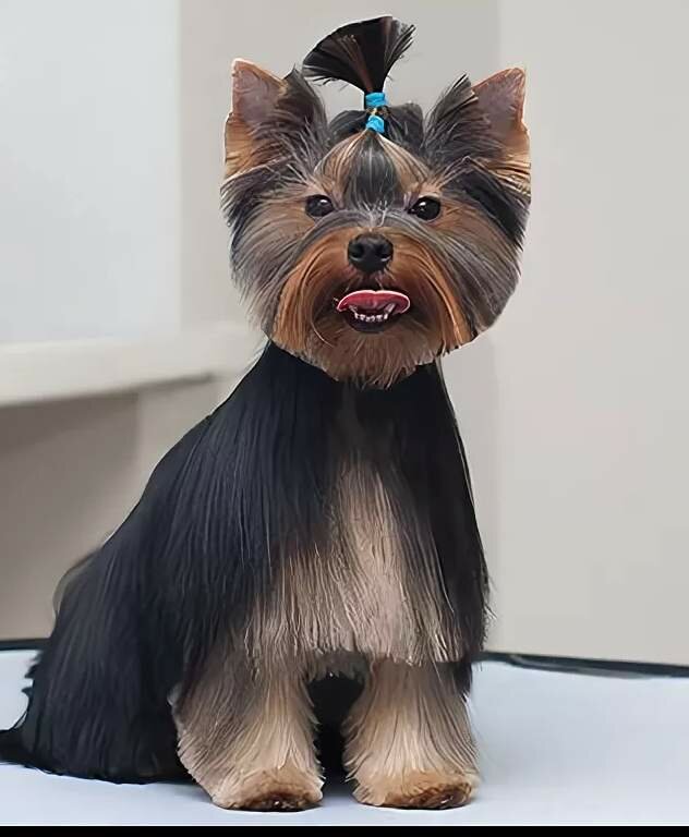 Картинки стрижки йорков мальчиков фото