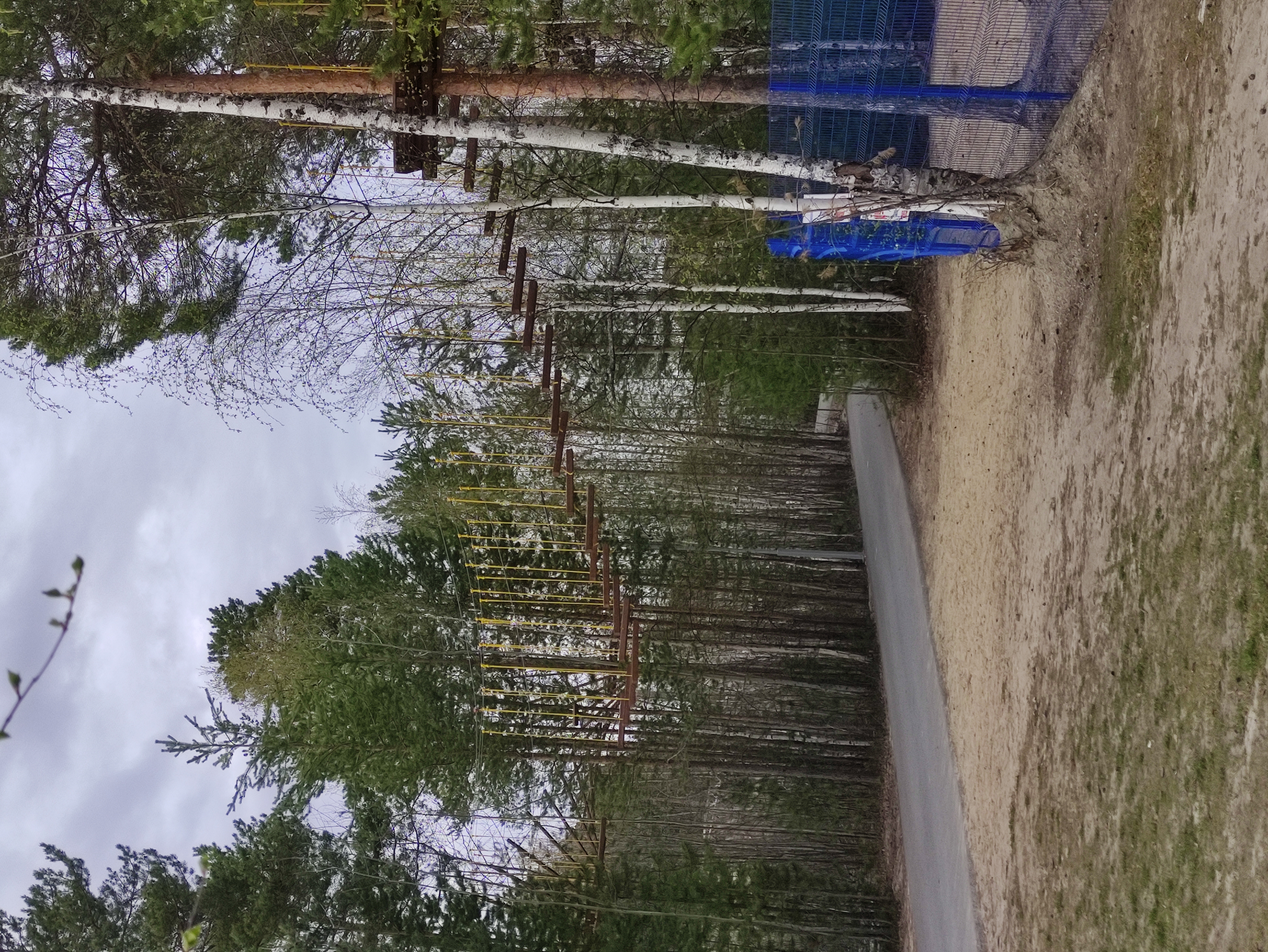 Фото Карибу