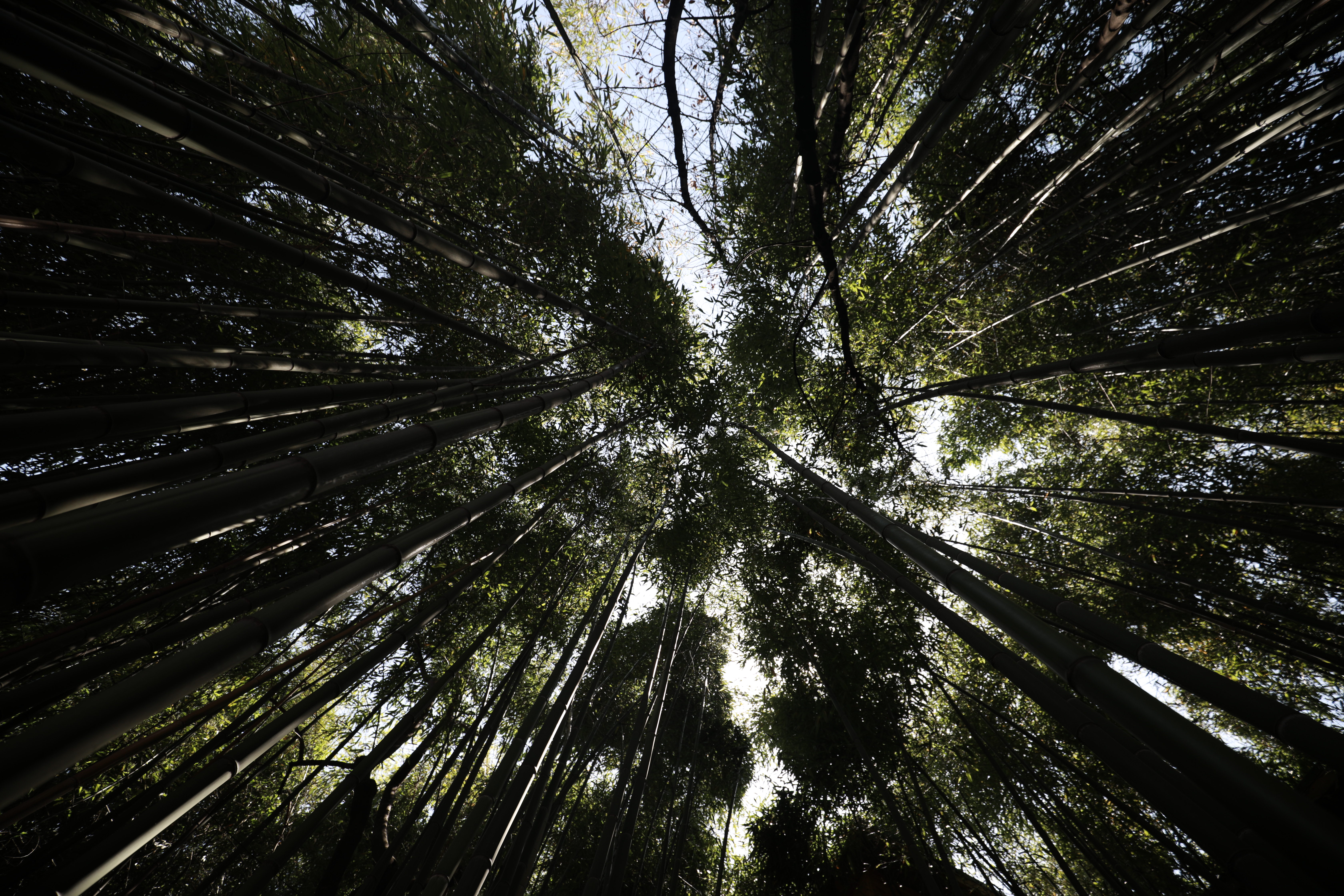 Фото Бамбук хутор