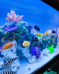 Garmonia (ulitsa 30 let Pobedy, 33), aquariums