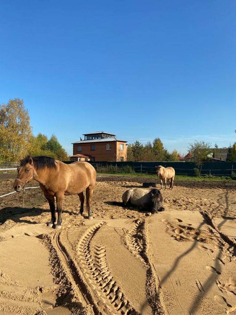 At ve binicilik kulüpleri Raduga, Moskova ve Moskovskaya oblastı, foto