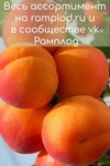 РамСад (Октябрьская ул., 38, село Загорново), питомник растений в Москве и Московской области