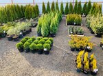 Hvoinik (posyolok Petro-Slavyanka, Sofiyskaya Street, 127к3), vivero de plantas