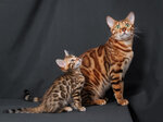 Praide'Ben (Kachalova Street, 20), vivero de animales