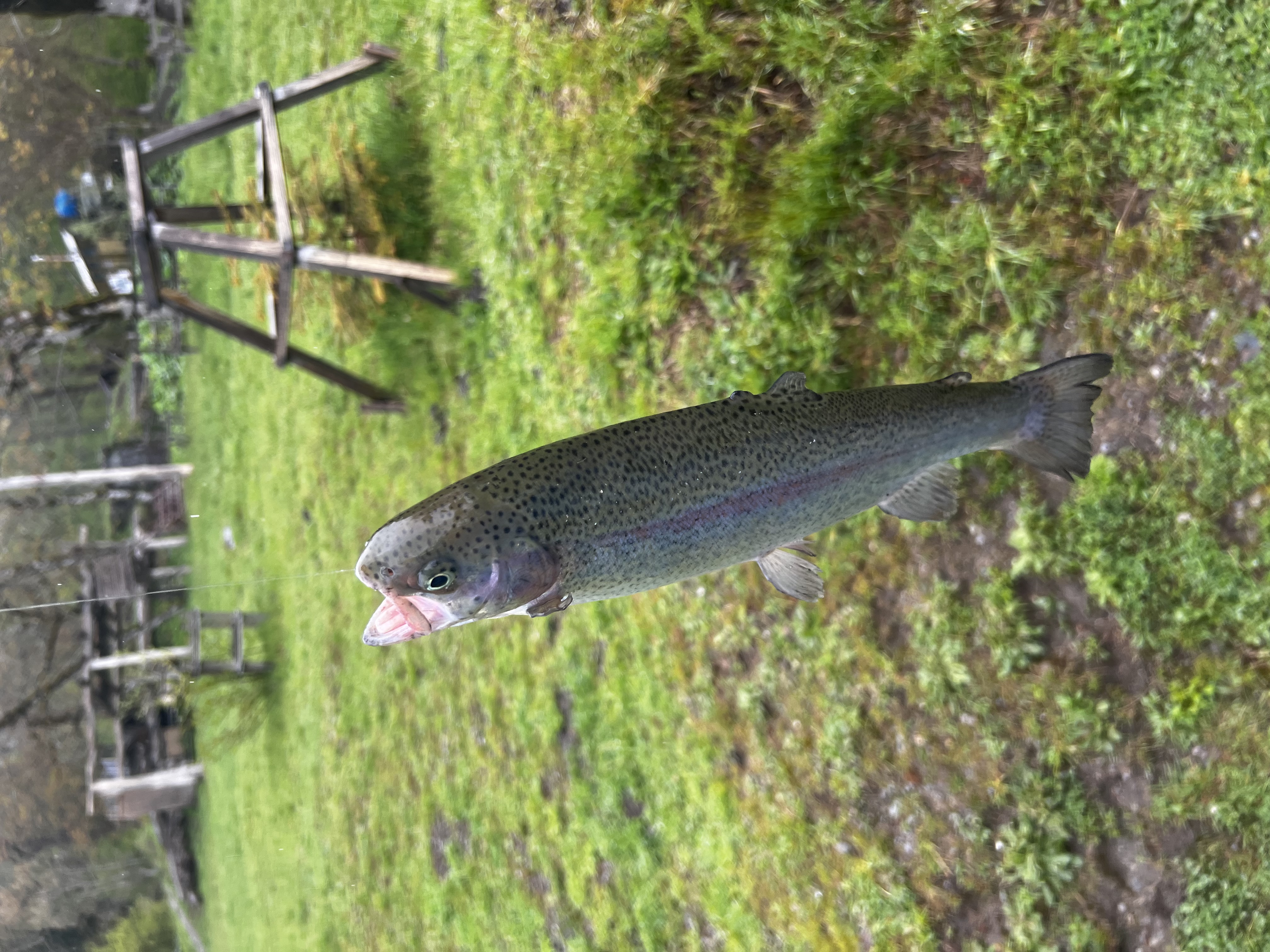 Фото Рыбино