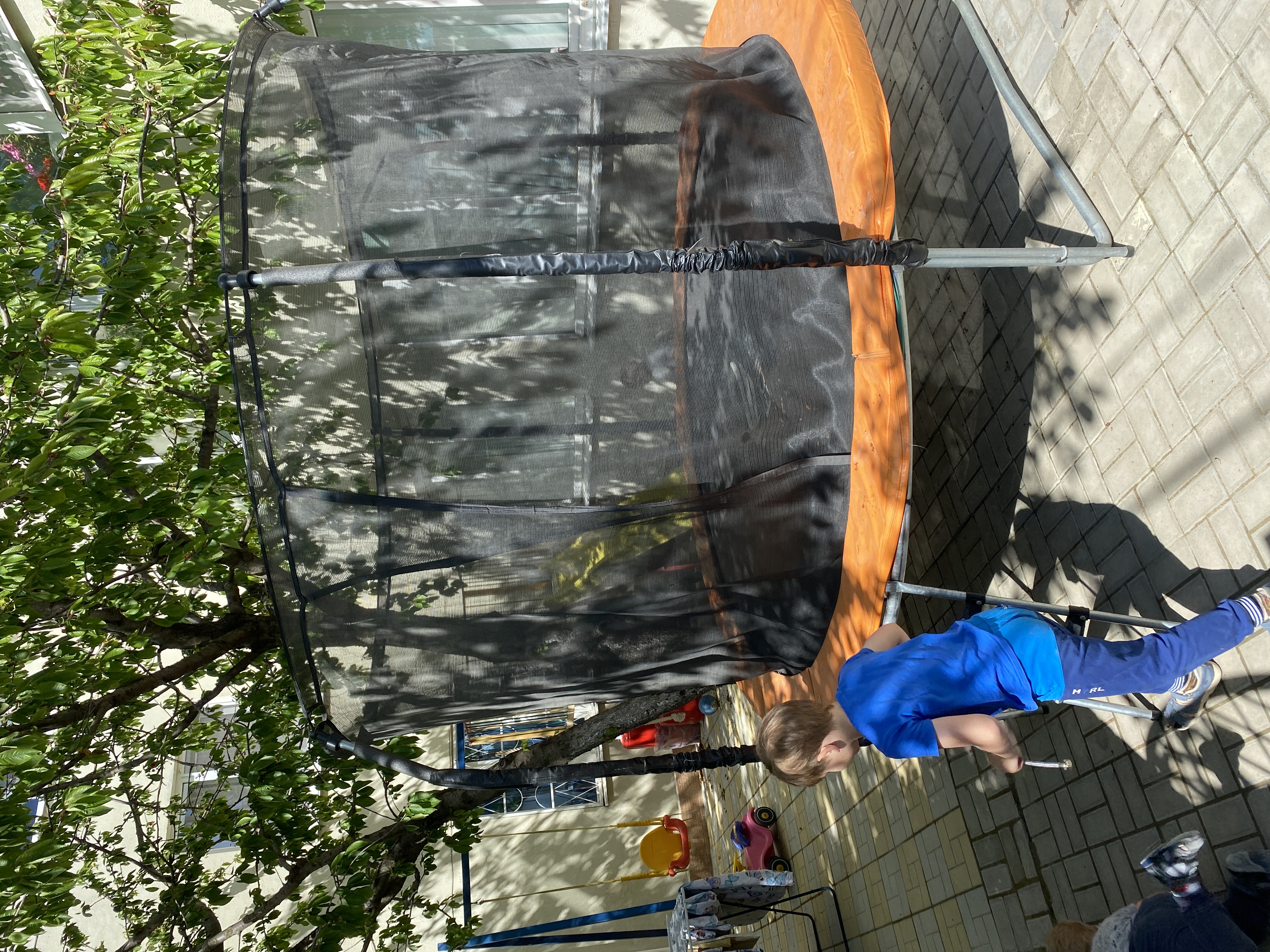 Фото Ромашка