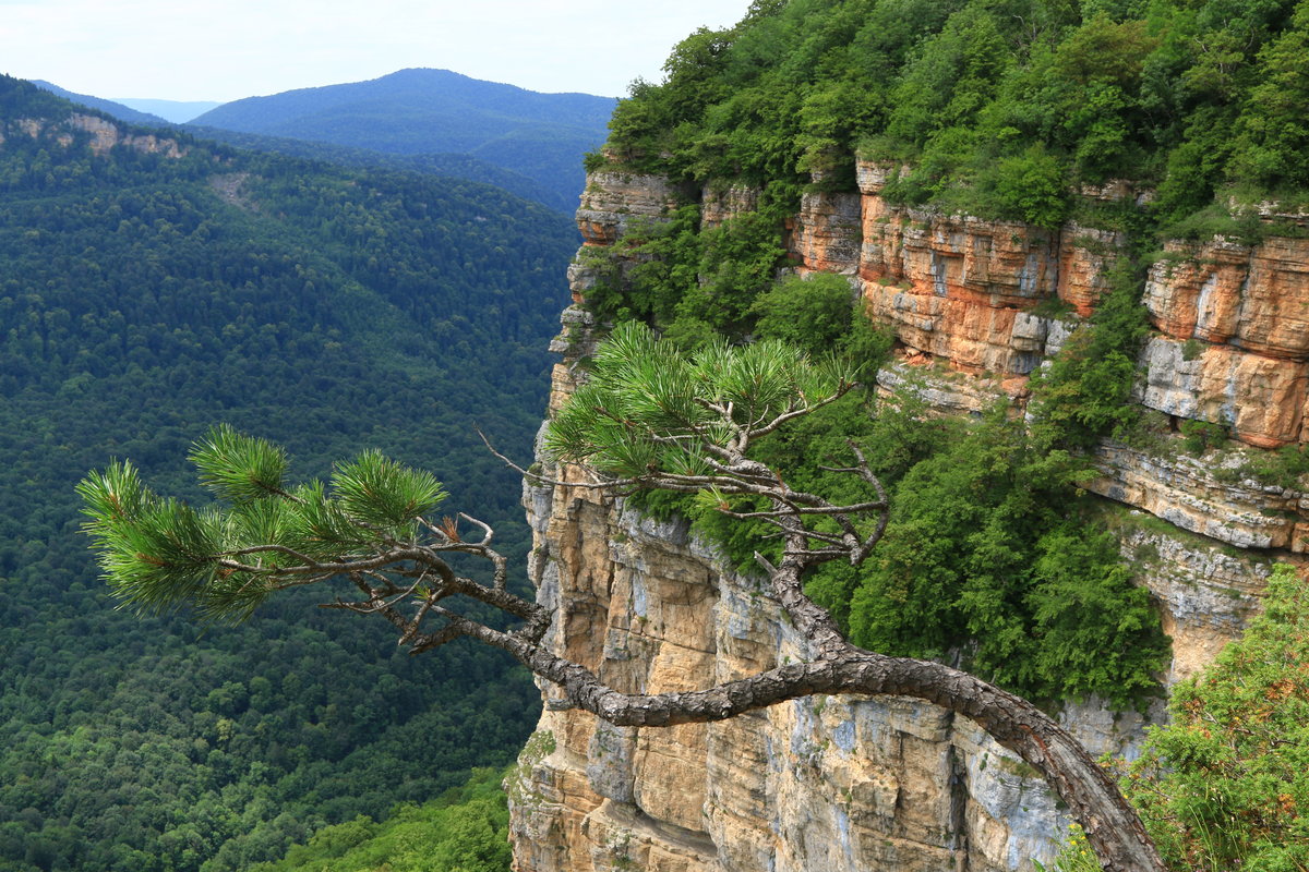 Фото Лесной