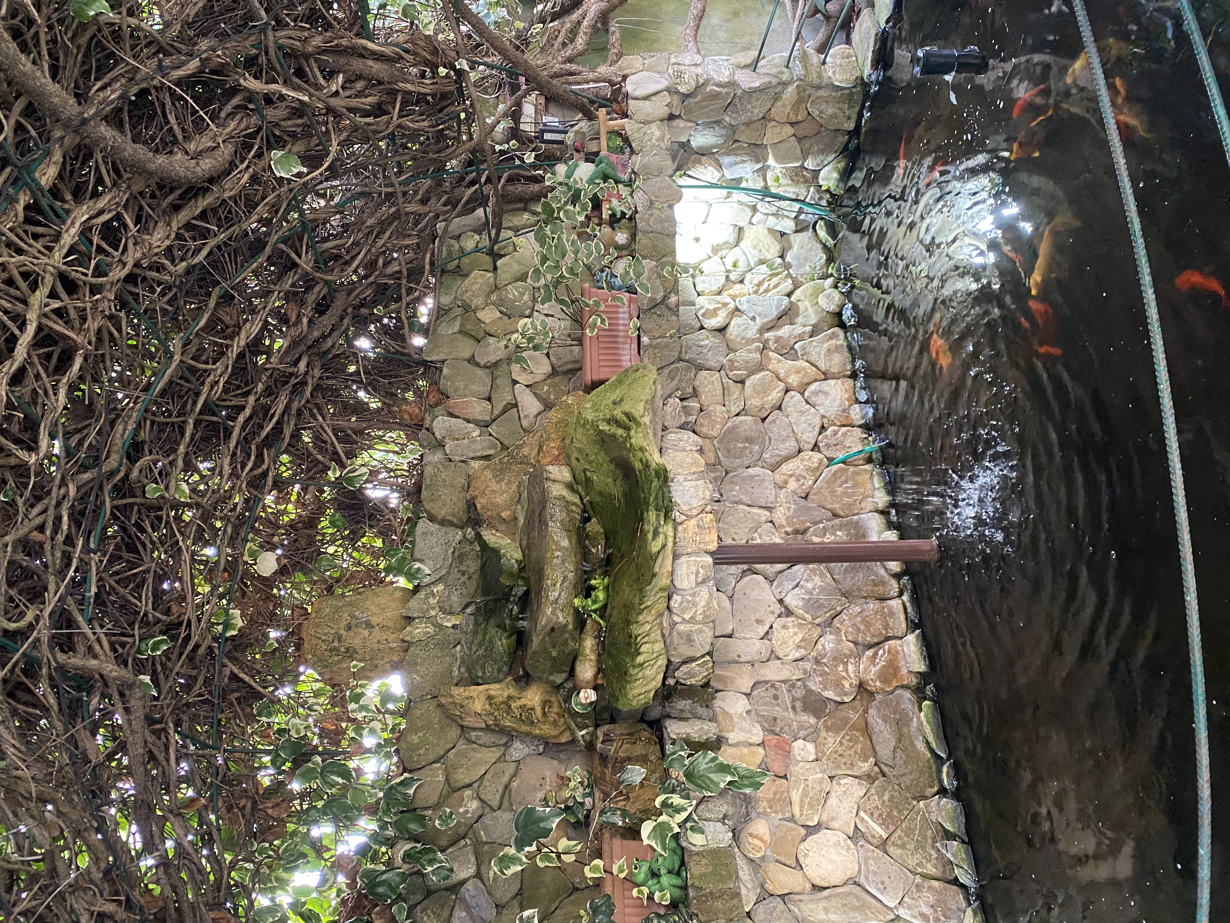 Фото Пальма