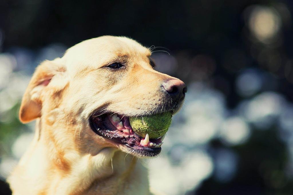 Фото Hotel Villa Igea