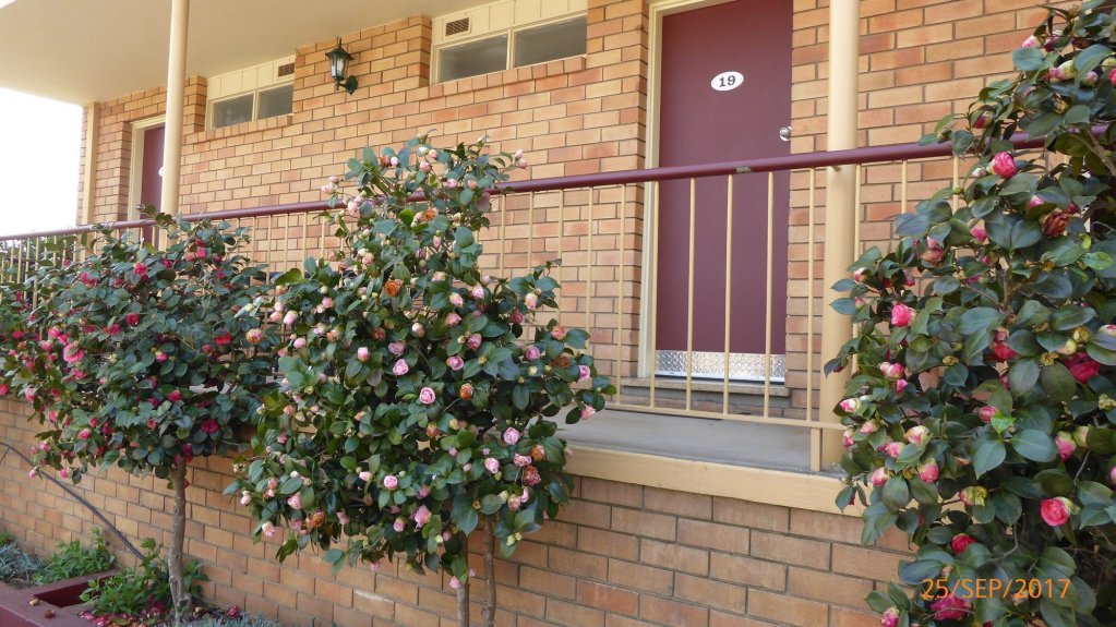 Фото City Centre Motor Inn Armidale