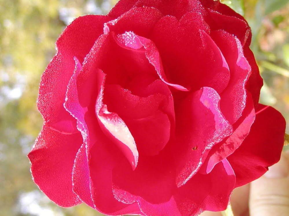 Фото The Inn on the Horse Farm