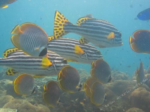 Гостиница Aqua Dive Paradise Tulamben Homestay