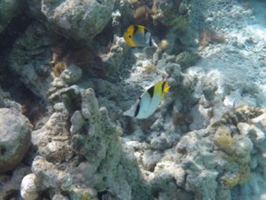 Фото Hudhu Raakani Lodge