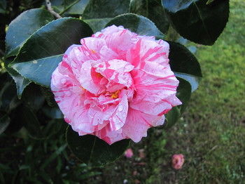 Фото Casa Do Jardim