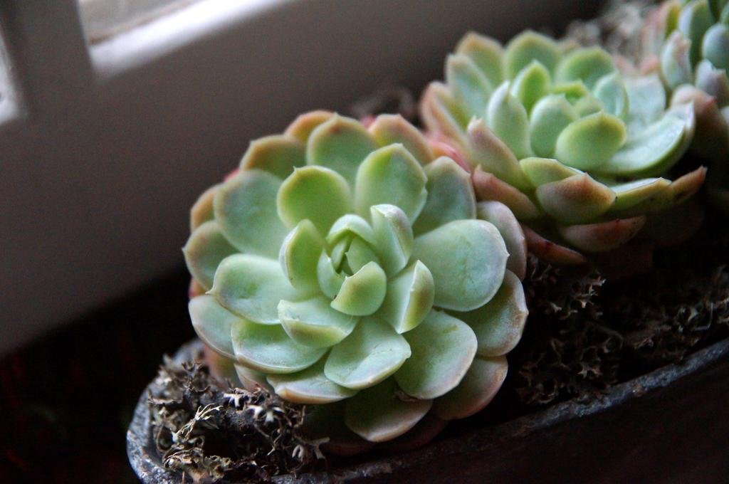 Фото Bed and Breakfast Wildrose