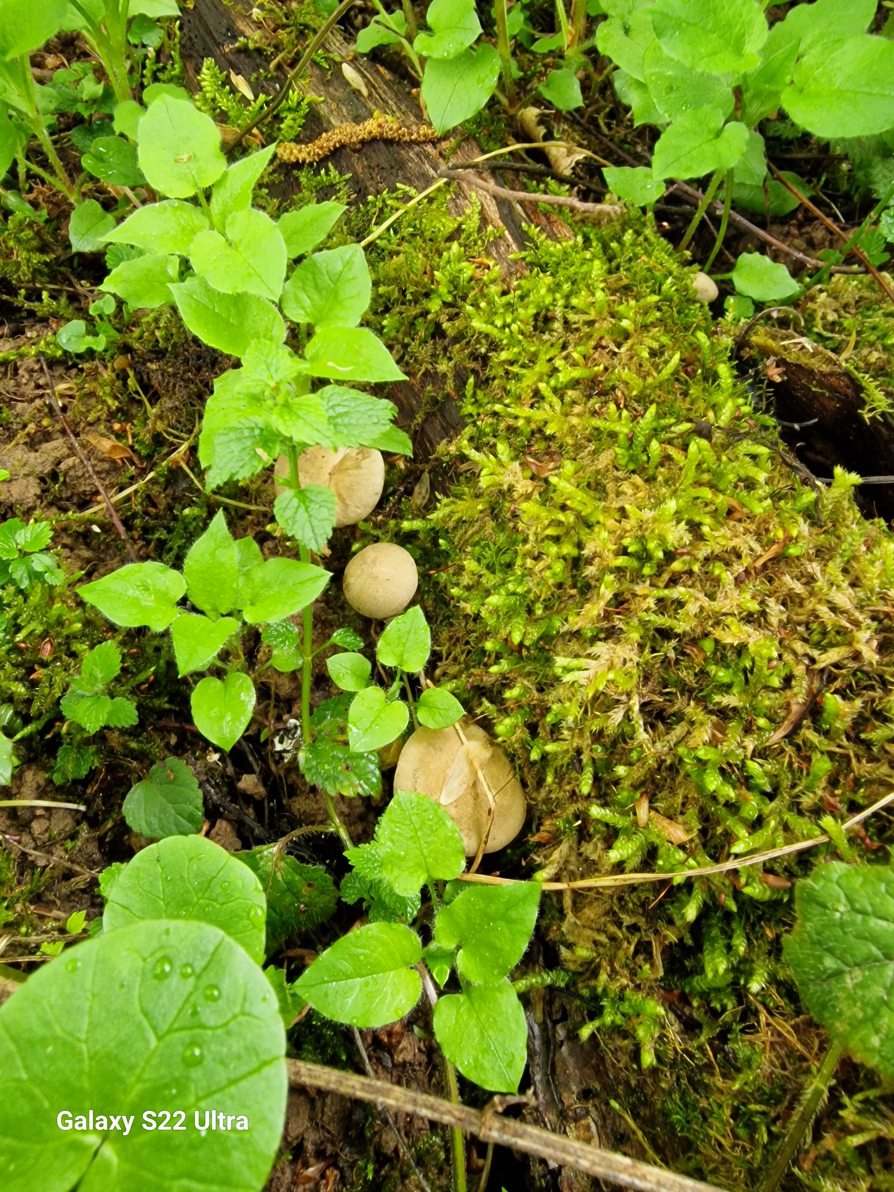 Фото Кикино на Веле