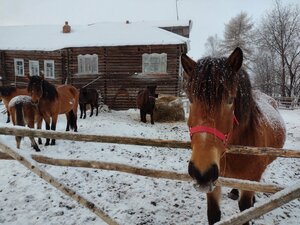 Мезенский берег