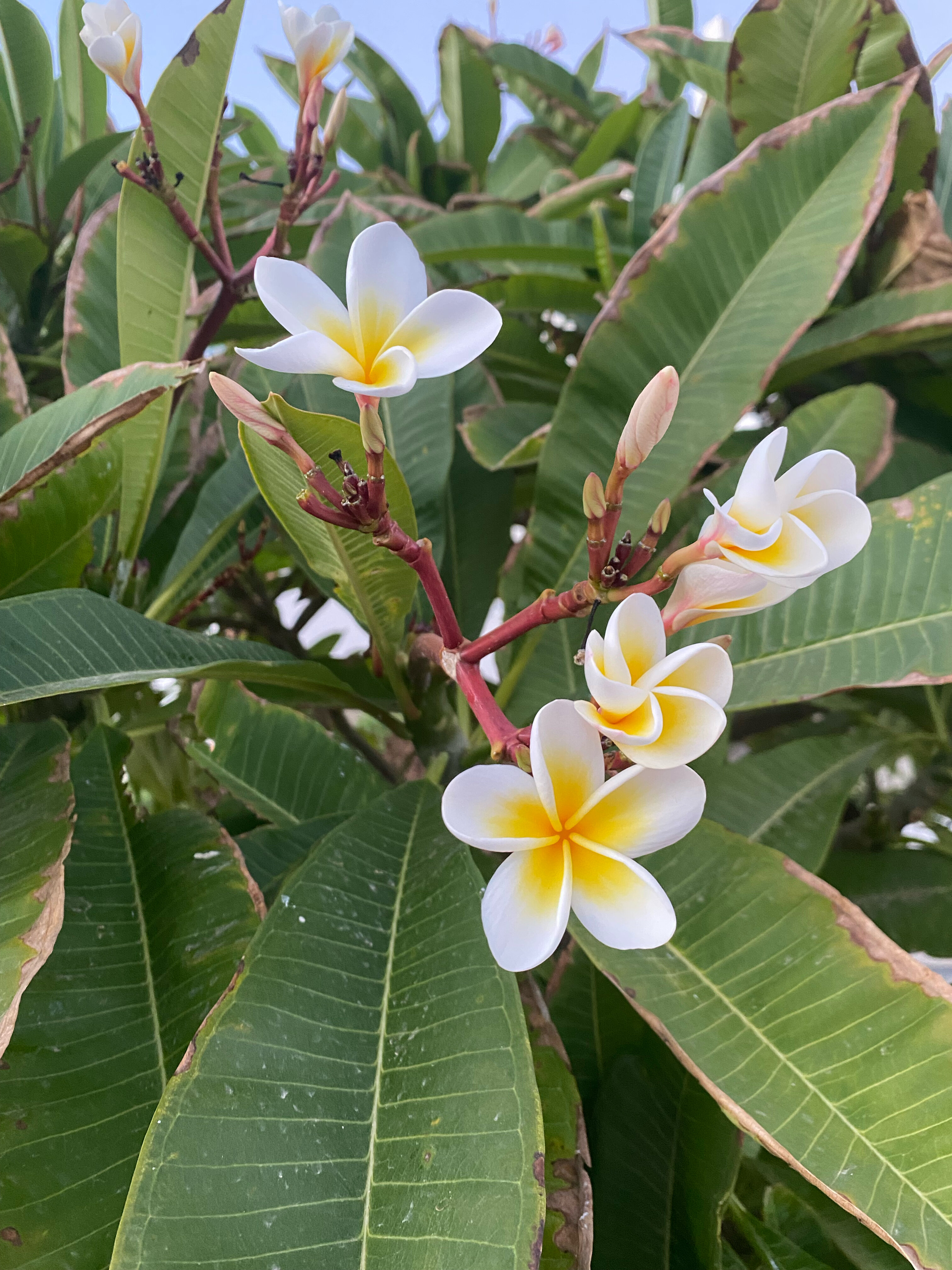 Фото Sharm Bride Resort