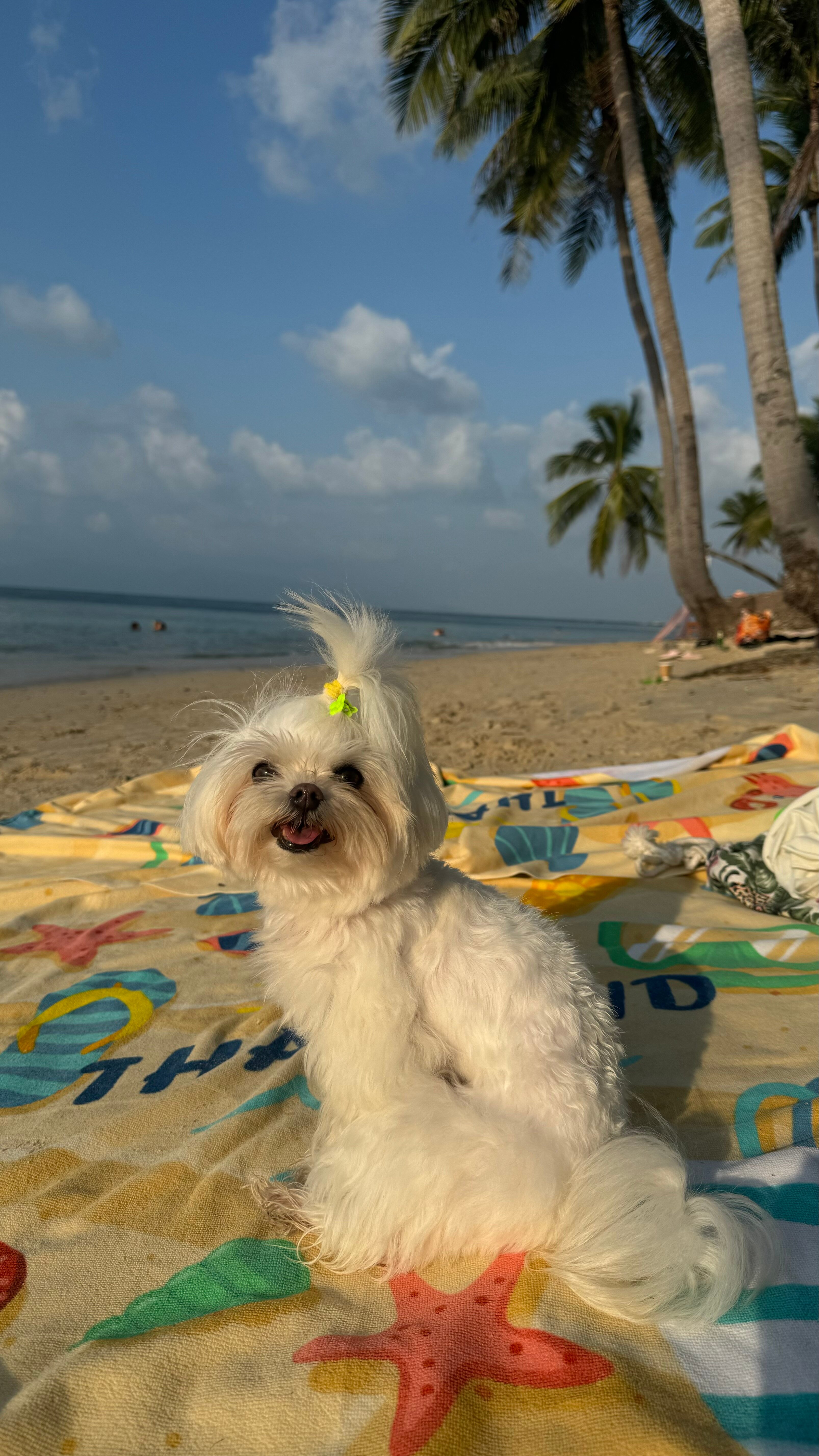 Фото Mimosa Resort & SPA