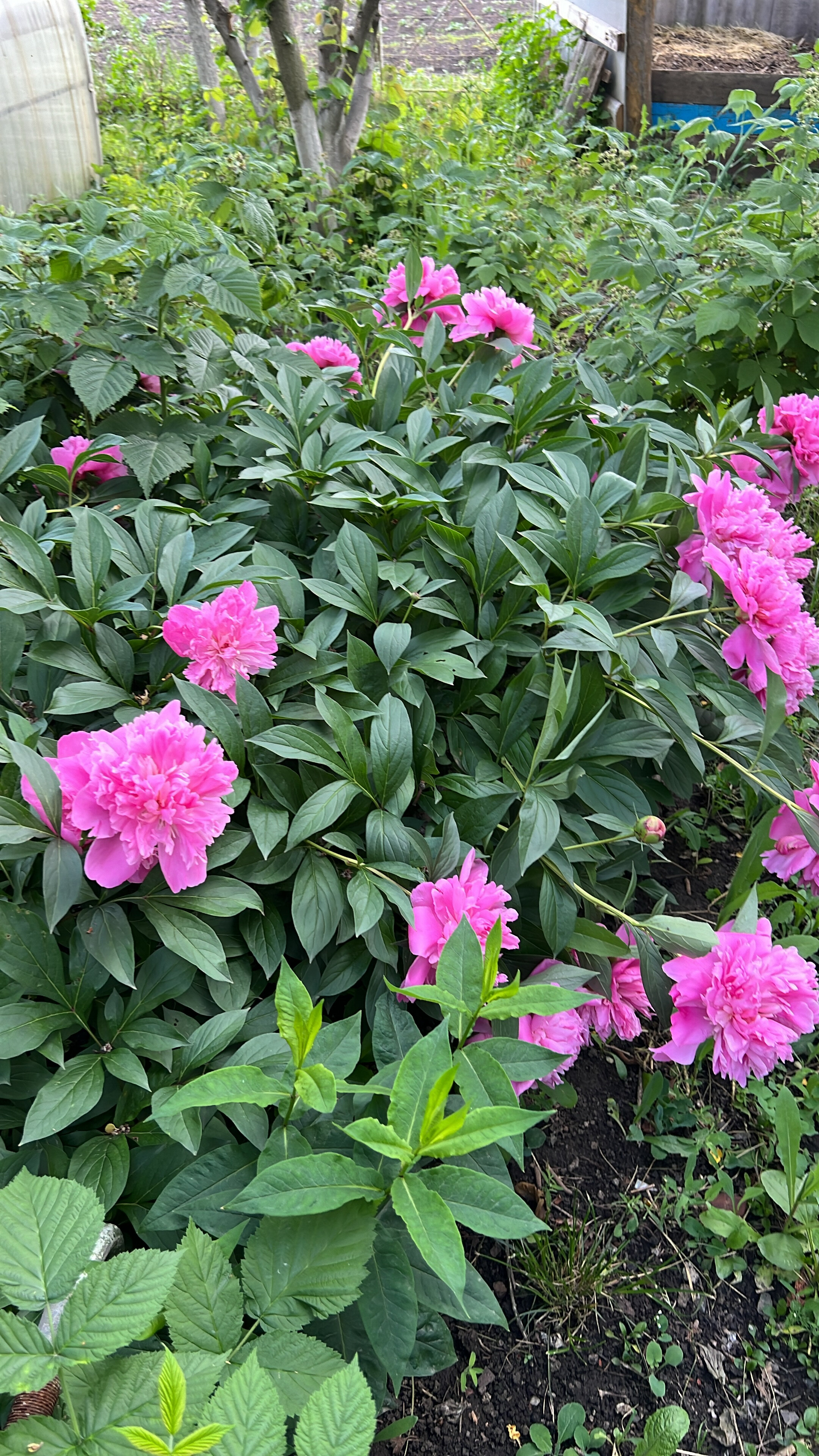 Фото Айсберг Premium Hotel