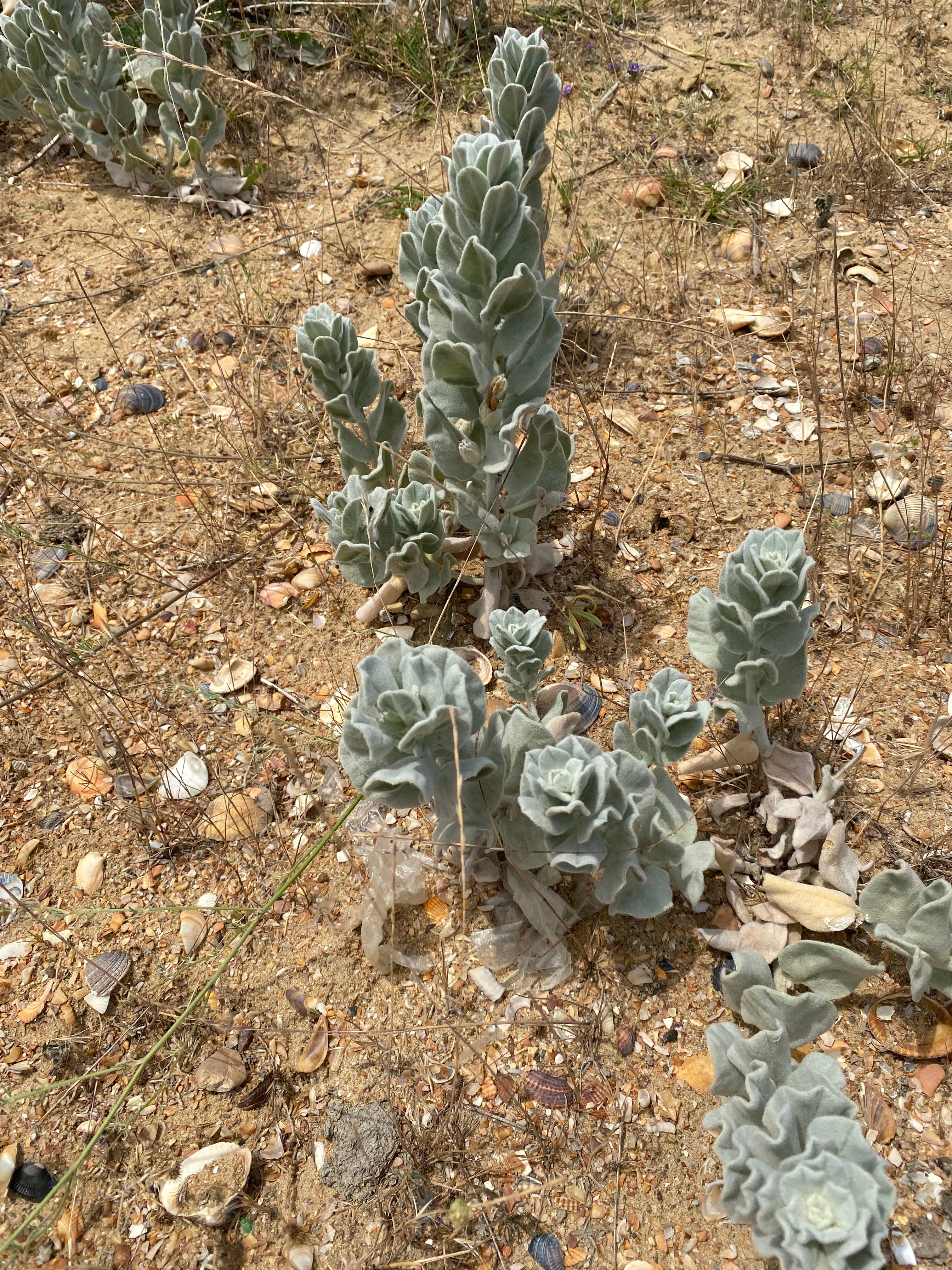 Фото Грин Вилл