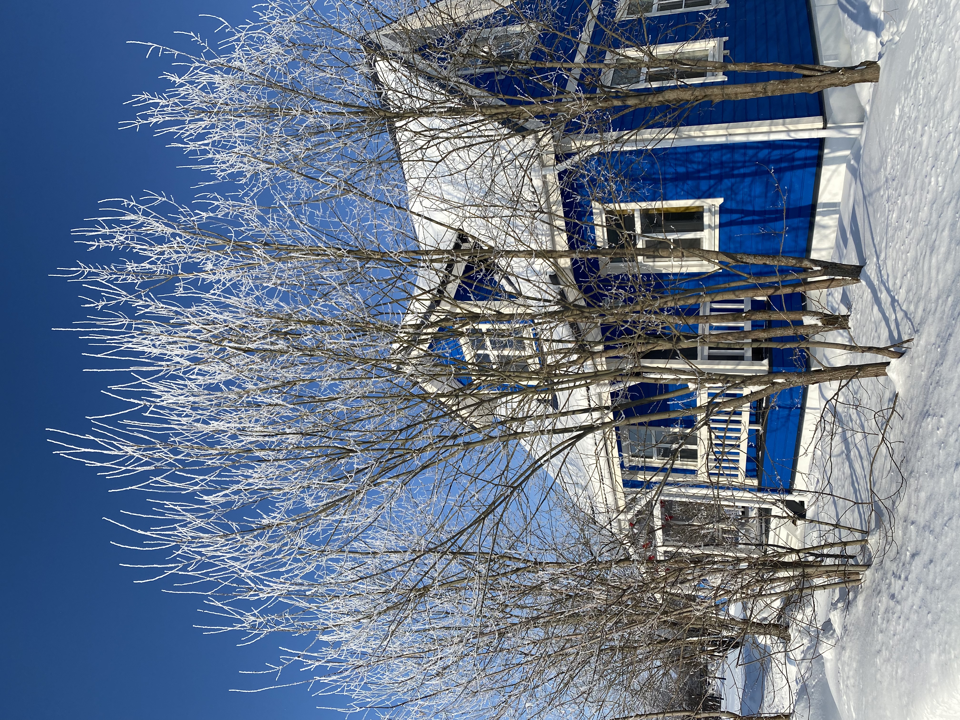 Фото Синяя синица