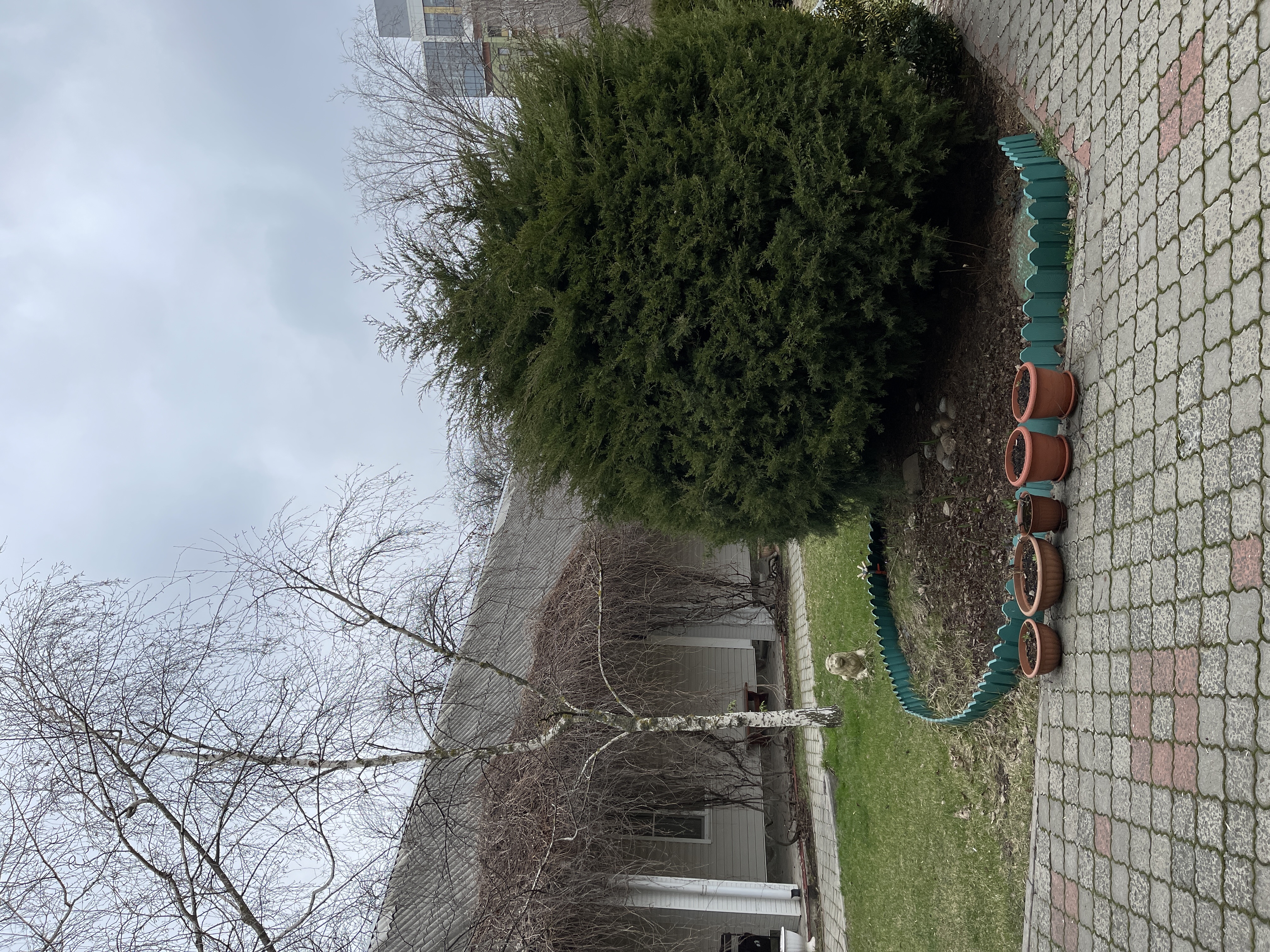 Фото Золотой лев