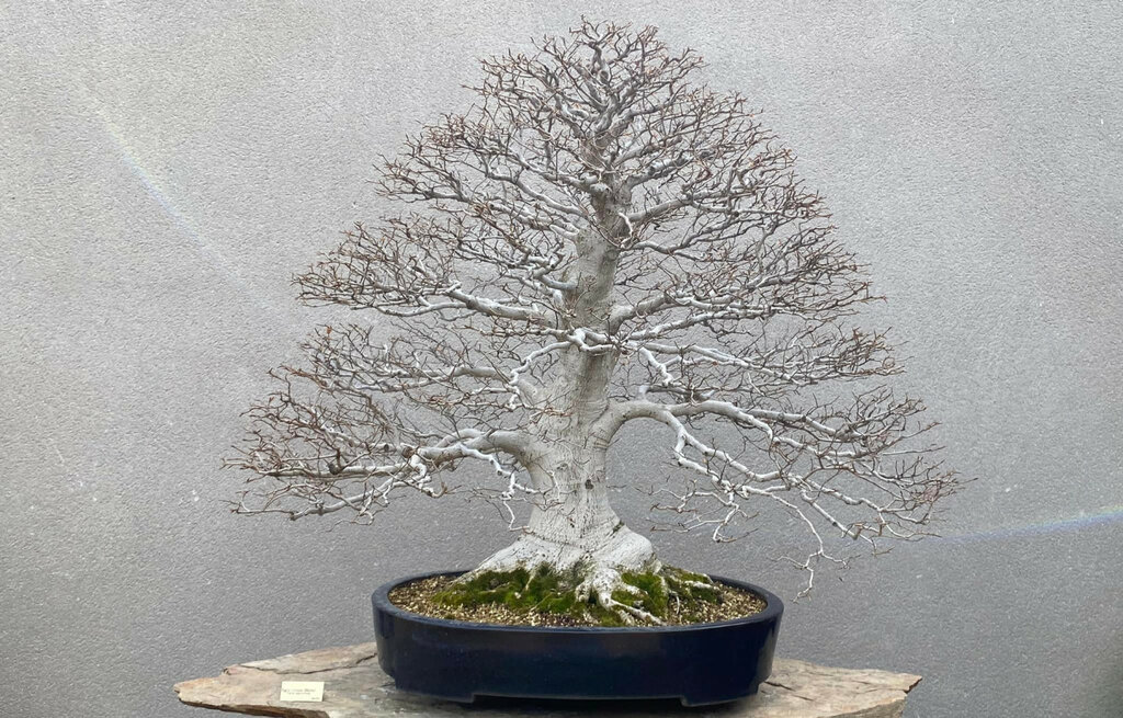 Museum Museo del Bonsai Luis Vallejo, Community of Madrid, photo